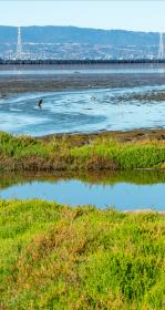 Tidal marsh and mudflat