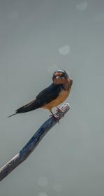 Bird on a branch