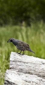 Quail on a log