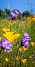 A field of wildflowers