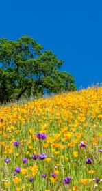 A field of wildflowers