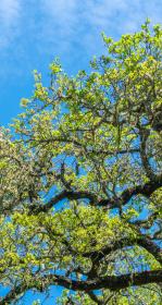 Oak branches against a blue sky