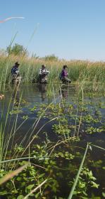 People monitoring a wetland