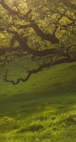 Oak tree in a field