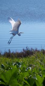 Flying bird near water