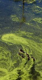 Ducks in algae in water