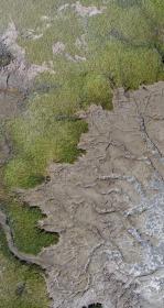 Corte Madera marsh edge