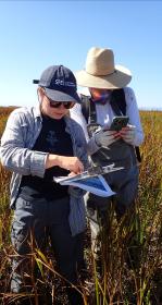 Two scientists surveying a wetland