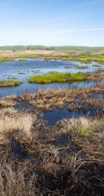 Managed wetland