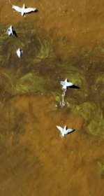 Aerial view of brownish-green harmful algal bloom with white birds flying over the water.