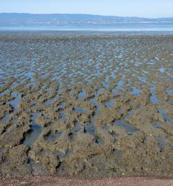 Bay mud