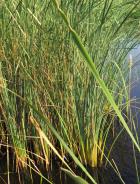 emergent vegetation in a pond