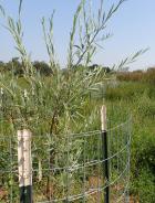Photo of vegetation within a cage.