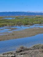 Image of wetland