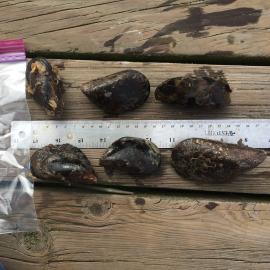 mussels