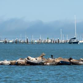 harbor seals