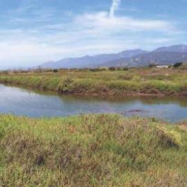 Wetland