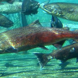 Salmonids
