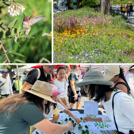 Three different photos, one showing an Anna’s hummingbird collecting nectar out of a manzanita flower, the next shows a native flower garden with people walking by on a sidewalk, the last image shows community members engaging with a community engagement activity board where they place tree pins on a map of Mountain View to mark where they think nature “needs a boost”