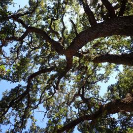 Valley oak canopy