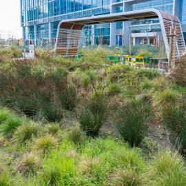 green infrastructure planting in front of a Google building in Moffett Park