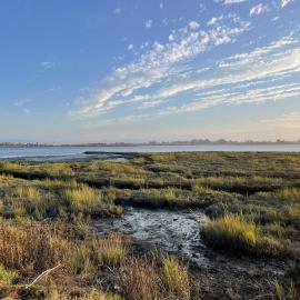 Marsh with urban buildings across the Bay in the distance