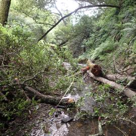McCosker creek filled with wood debris