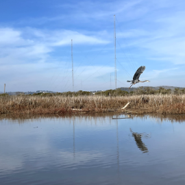 Great Blue Heron flying over Novato Creek