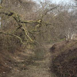 The upper reach of the lower slough is adjacent to orchards and harbors trees such as native Valley Oaks and invasive Tree-of-Heaven.