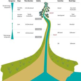 Head-of-Tide-Figure-2.1-Plan-view-Conceptual-model_0.jpg