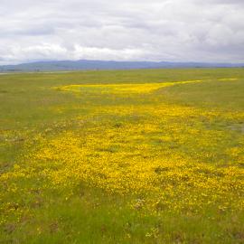 140_Vernal-swale_bloom_2010-0423 (1).JPG