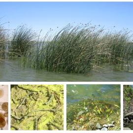 5 producer groups photo mosaic.JPG