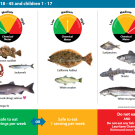 Bioaccumulation_in_fish.png