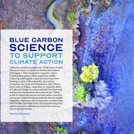 Blue Carbon Science to Support Climate Action web graphics_v2_Artboard_Splash mock up.jpg