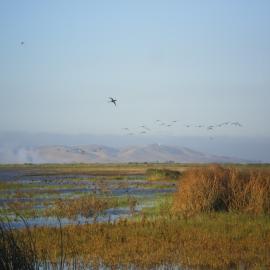 CDFW_SuisunMarsh.jpg