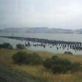 Creosote_Photo.jpg