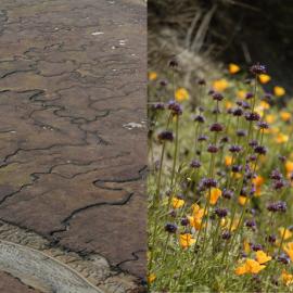 HealthyWatershedsResilientBaylands.jpg