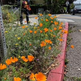 Next Generation Urban Greening.jpg