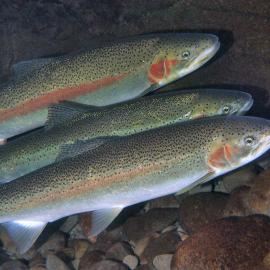 OSU Steelhead.jpg