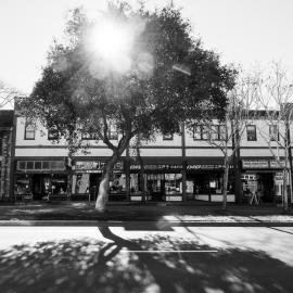 Oak_PC260025.jpg