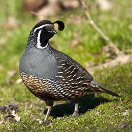 Quail.jpg