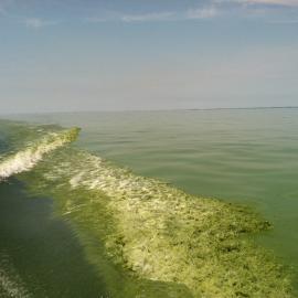 algal.jpg