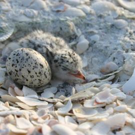 least_tern_chick_and_egg_reduced_for_powerpoint.jpg