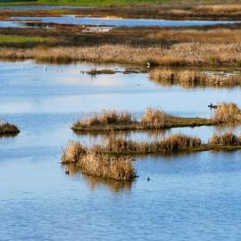mcnabey marsh.jpg