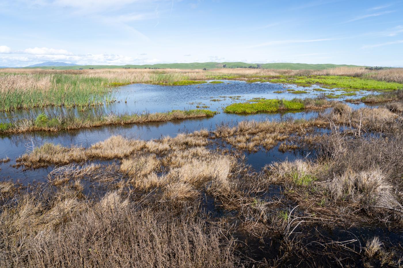 marsh