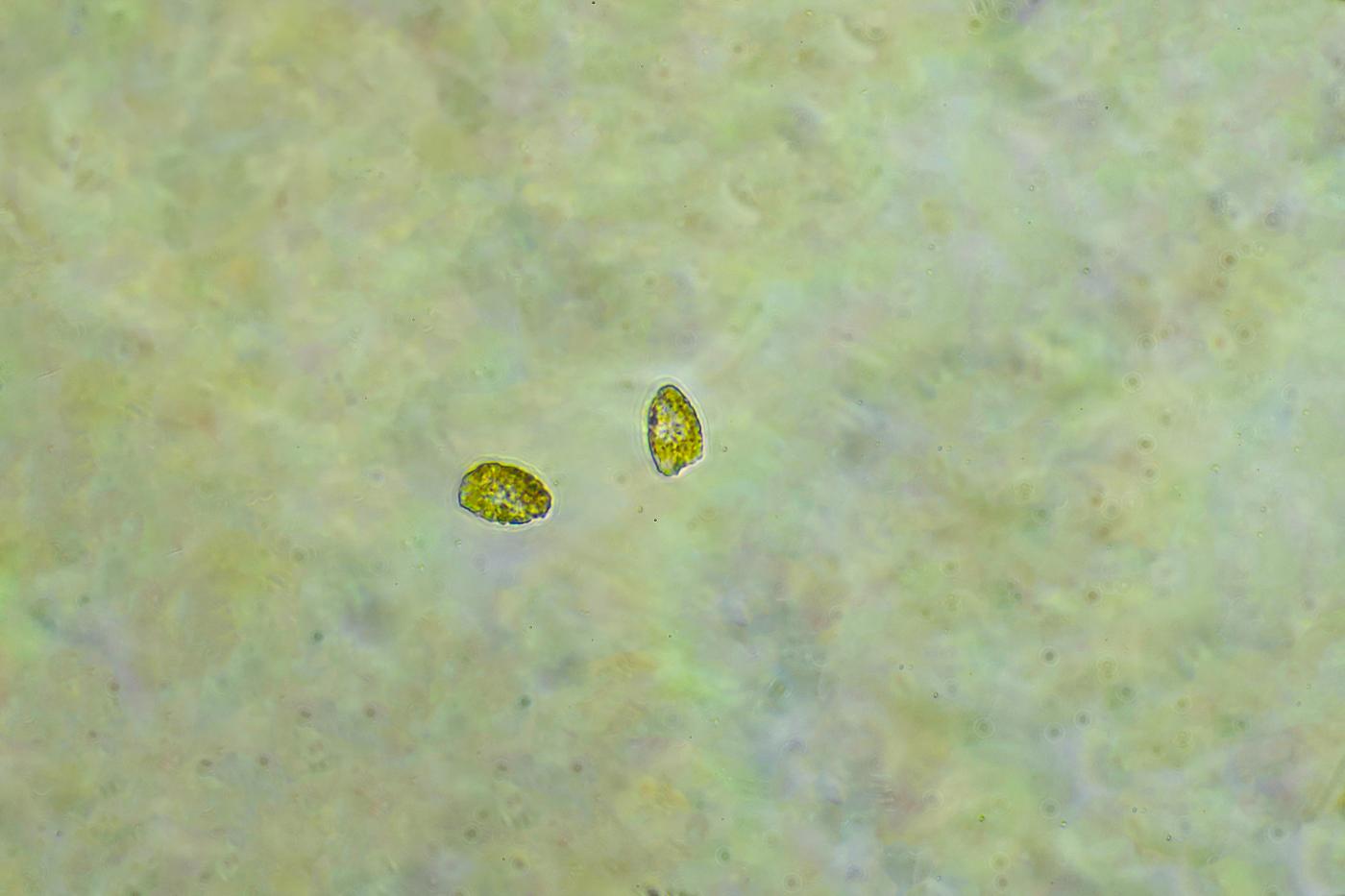 cells in a slide