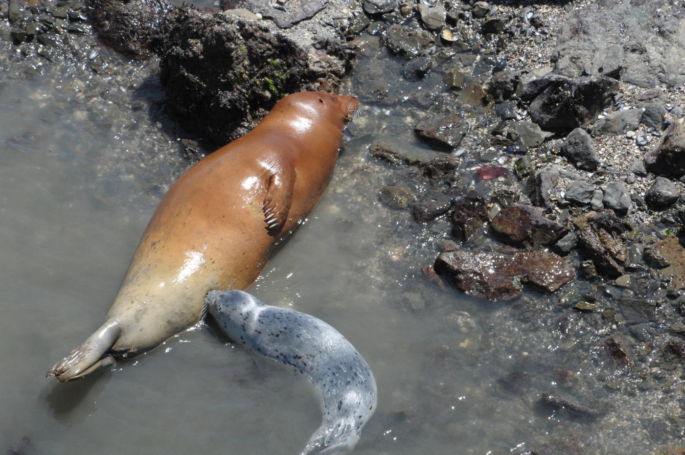 Seals