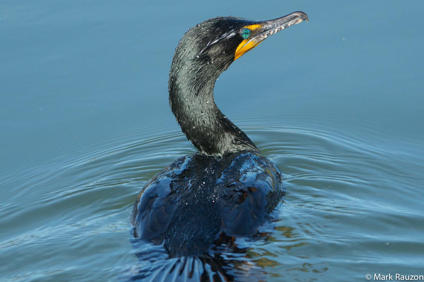 Cormorant