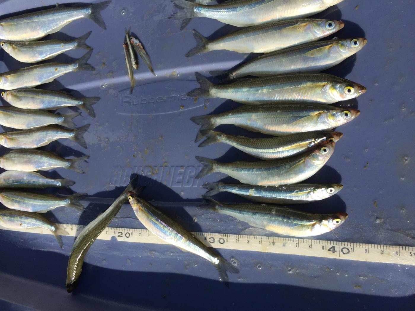 fish