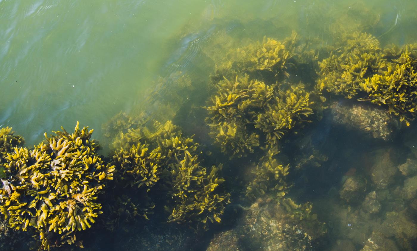 vegetation in the Bay